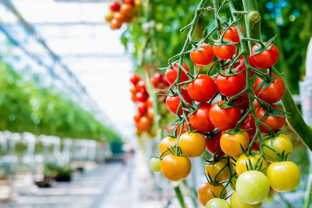 OMÜ Ziraat Fakültesi'nden Yenilikçi Adım
