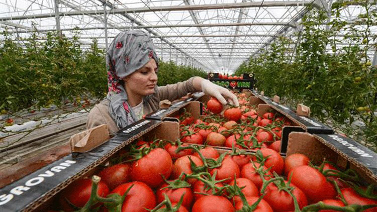 OMÜ Ziraat Fakültesi'nden Yenilikçi Adım