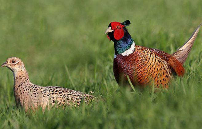 Kızıl geyik ve   sülünler  doğaya salındı