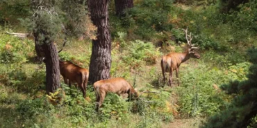 DSİ'den yaban hayata can suyu