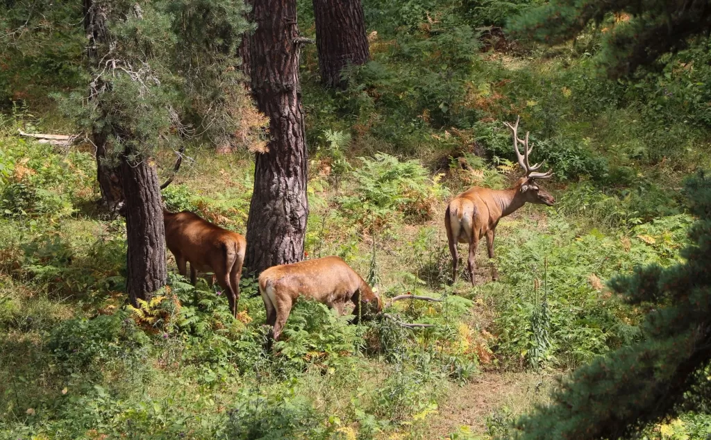 DSİ'den yaban hayata can suyu