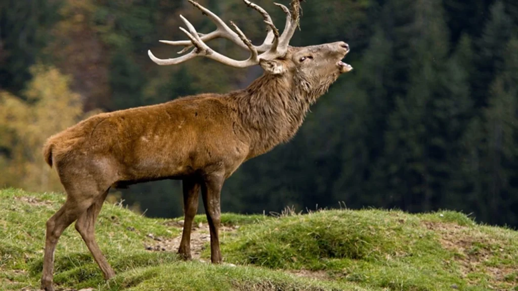 Kızıl geyik ve   sülünler  doğaya salındı