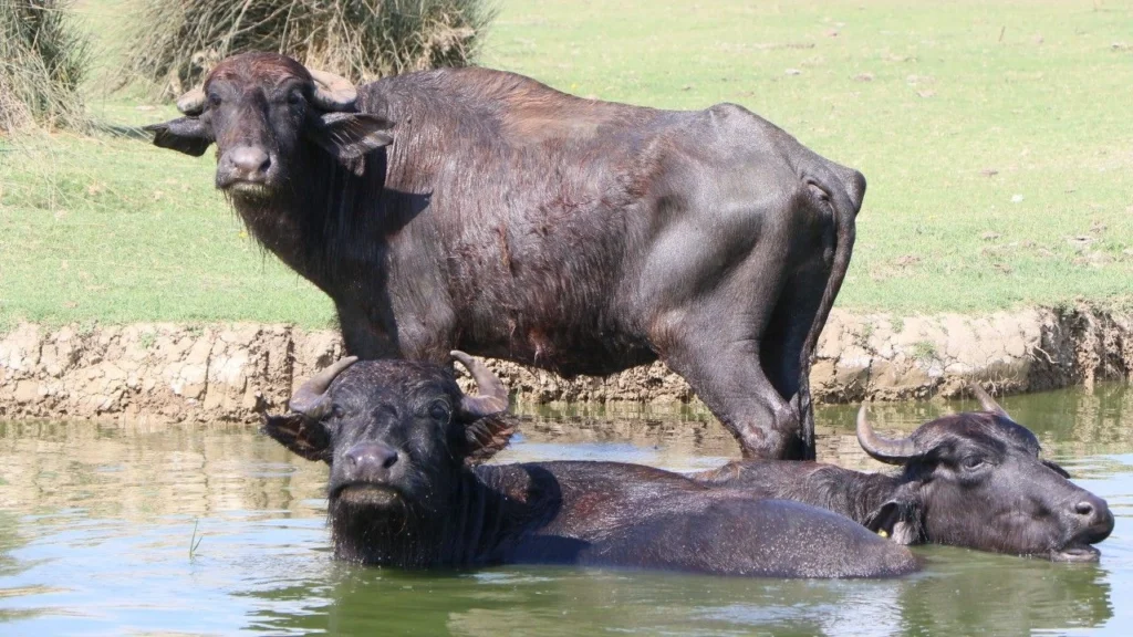 Samsun manda varlığında Türkiye’de zirvede