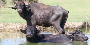 Samsun manda varlığında Türkiye’de zirvede