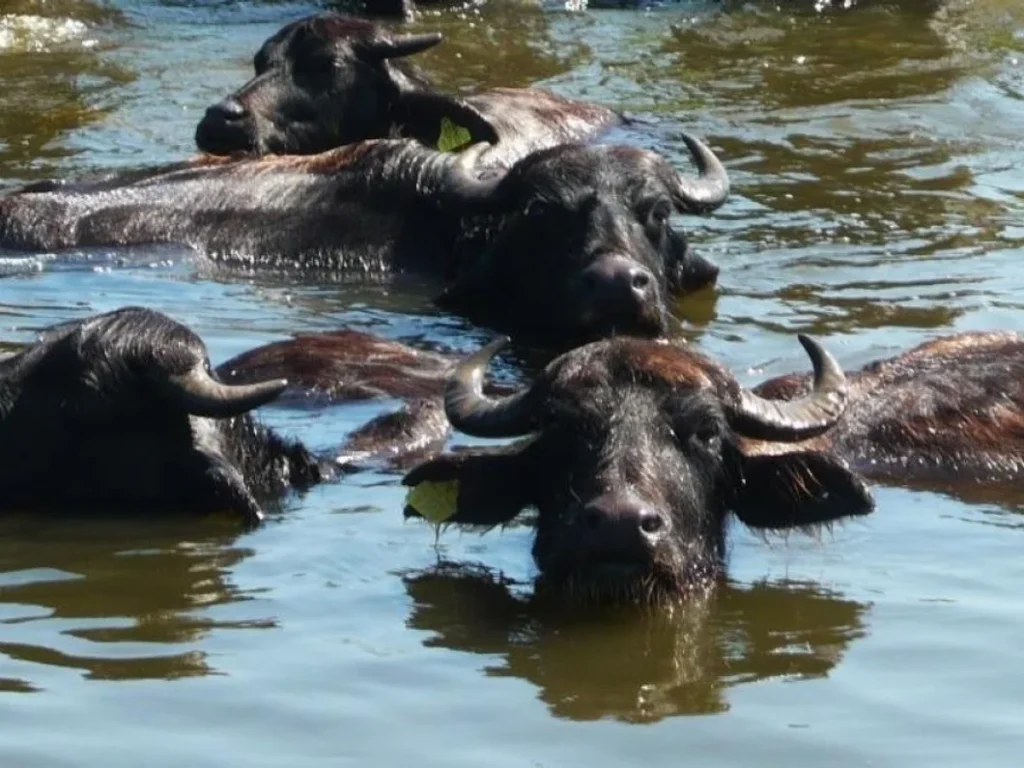 Samsun manda varlığında Türkiye’de zirvede