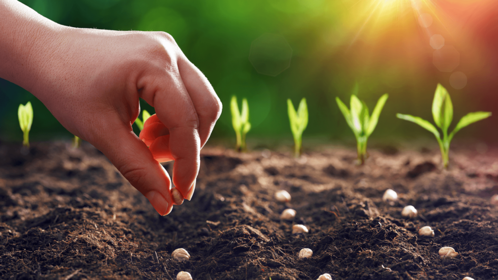 Samsun tarımda öncü şehir