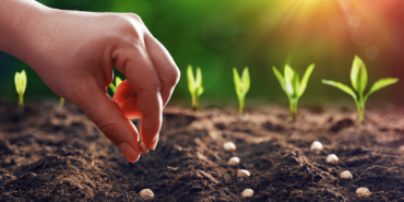 Samsun tarımda öncü şehir