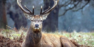 Kızıl geyik ve sülünler doğaya salındı