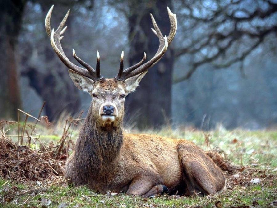 Kızıl geyik ve sülünler doğaya salındı