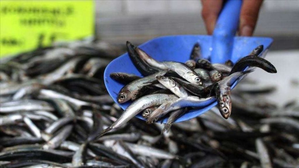 Hamsinin  avlanabilir miktarı 400 bin ton olarak belirlendi