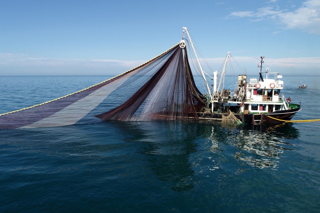 Bu yıl hamsi fiyatları altınla yarışacak