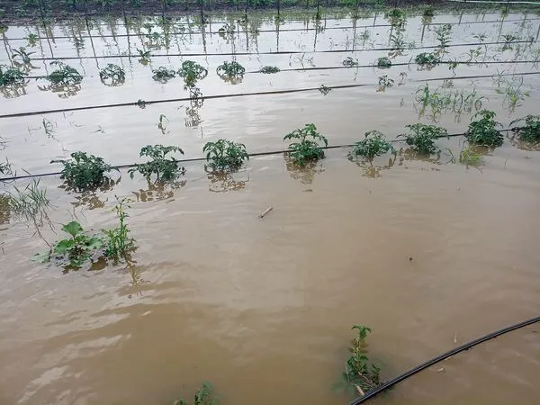 Bafra Ovası’nda tarım arazileri sular altında