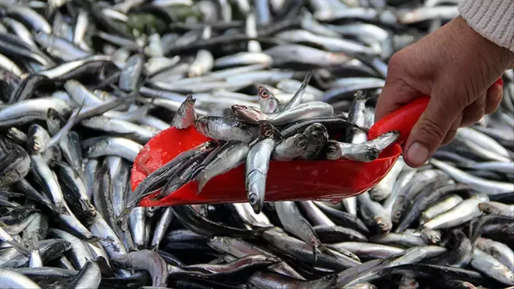 Bu yıl hamsi fiyatları altınla yarışacak