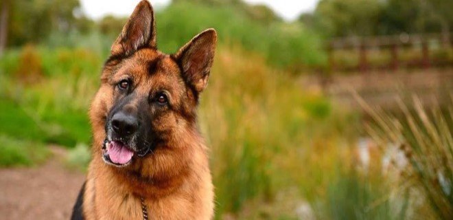 Köpek Saldırısıyla Güvenli Bir Şekilde Nasıl Başa Çıkılır?