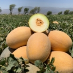 Süheyla’nın tadı damakta kalıyor