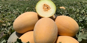 Süheyla’nın tadı damakta kalıyor