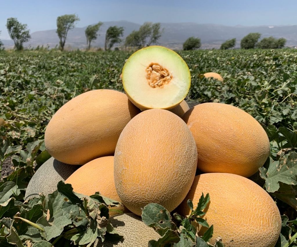 Süheyla’nın tadı damakta kalıyor