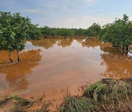 Bafra Ovası’nda tarım arazileri sular altında
