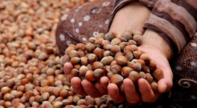 Fındık alım fiyatları belli oldu! 