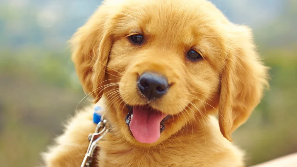 Köpek Saldırısıyla Güvenli Bir Şekilde Nasıl Başa Çıkılır?