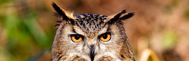 İyileşen baykuşlar, doğaya salındı