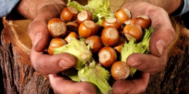 Fındık alım fiyatları belli oldu!