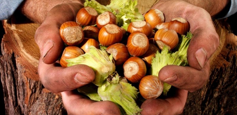 Fındık alım fiyatları belli oldu!