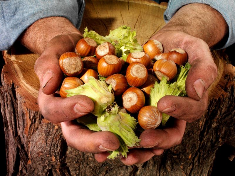 Fındık alım fiyatları belli oldu!