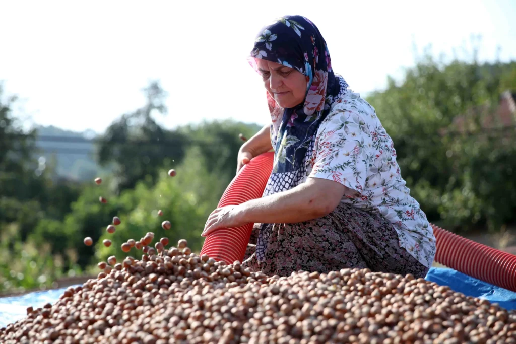 Fındık alım fiyatları belli oldu! 