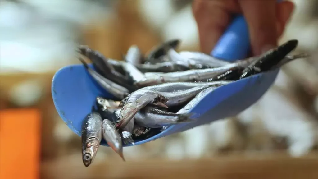 Bu yıl hamsi fiyatları altınla yarışacak