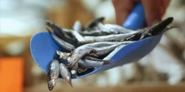 Bu yıl hamsi fiyatları altınla yarışacak