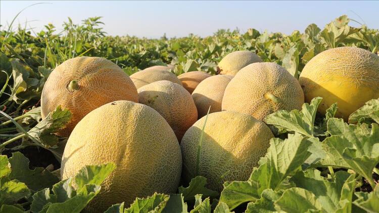 Süheyla’nın tadı damakta kalıyor