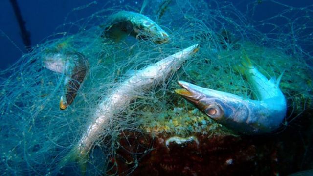 'Sessiz Katil' Karadeniz'de: Dört Ülkede Birden Mücadele Başladı