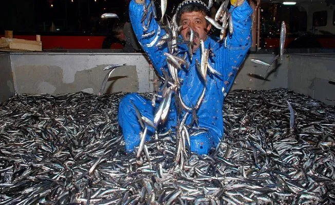 Bu yıl hamsi fiyatları altınla yarışacak