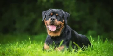 Köpek Saldırısıyla Güvenli Bir Şekilde Nasıl Başa Çıkılır?