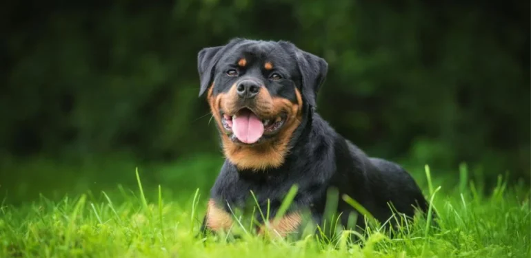 Köpek Saldırısıyla Güvenli Bir Şekilde Nasıl Başa Çıkılır?