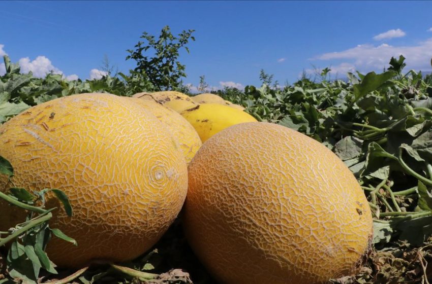 Süheyla’nın tadı damakta kalıyor