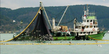 Hamsinin avlanabilir miktarı 400 bin ton olarak belirlendi