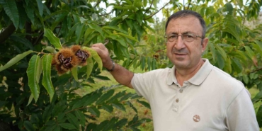Gal arısına dayanıklı kestanenin hasadına başlandı