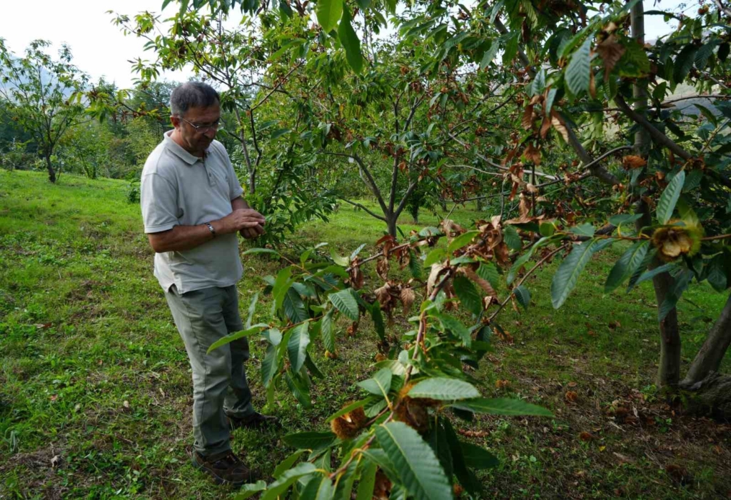Gal arısına dayanıklı kestanenin hasadına başlandı