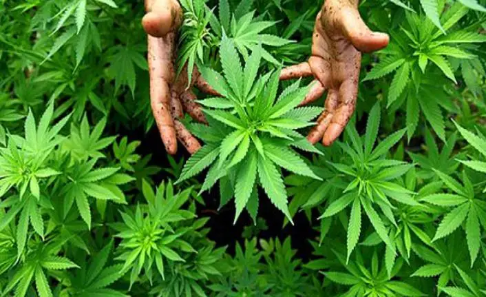 Karadeniz'de ''Kenevir'' hasadı başladı..