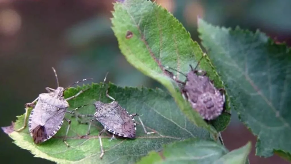 Kokarca istilasına karşı samuray arısı üretimi 10 katına çıkarıldı
