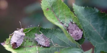 Kokarca istilasına karşı samuray arısı üretimi 10 katına çıkarıldı