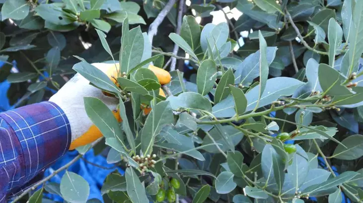 Tıbbi aromatik bitkiler gelir kapısı oldu