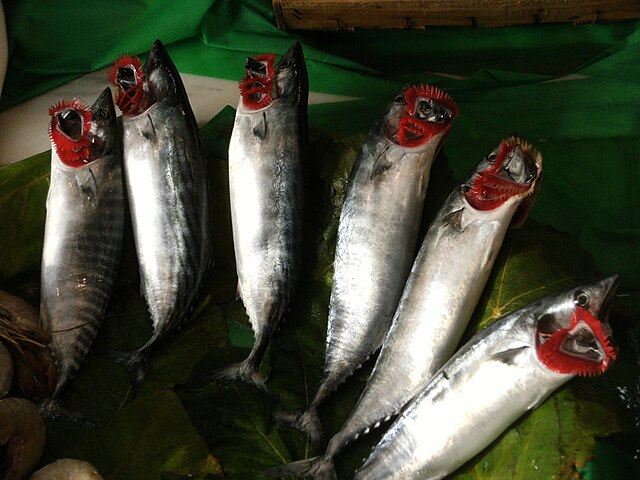 Samsun’daki balık tezgahlarında palamut bolluğu devam ederken, balık satıcıları bu kadar palamut bolluğu olan bir sezon yaşamadıklarını söylediler.
