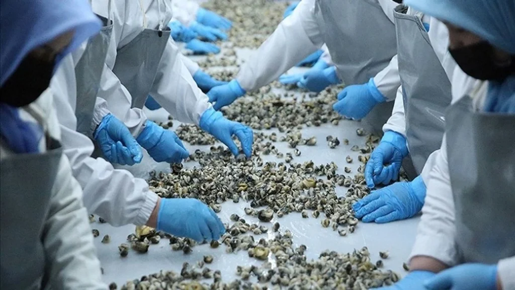 Samsun’un hayvansal ihracatı artıyor