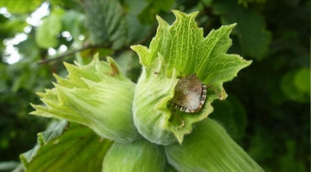 Kokarca istilasına karşı samuray arısı üretimi 10 katına çıkarıldı