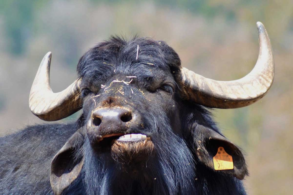 Samsun, manda varlığında Türkiye’de 1. sırada