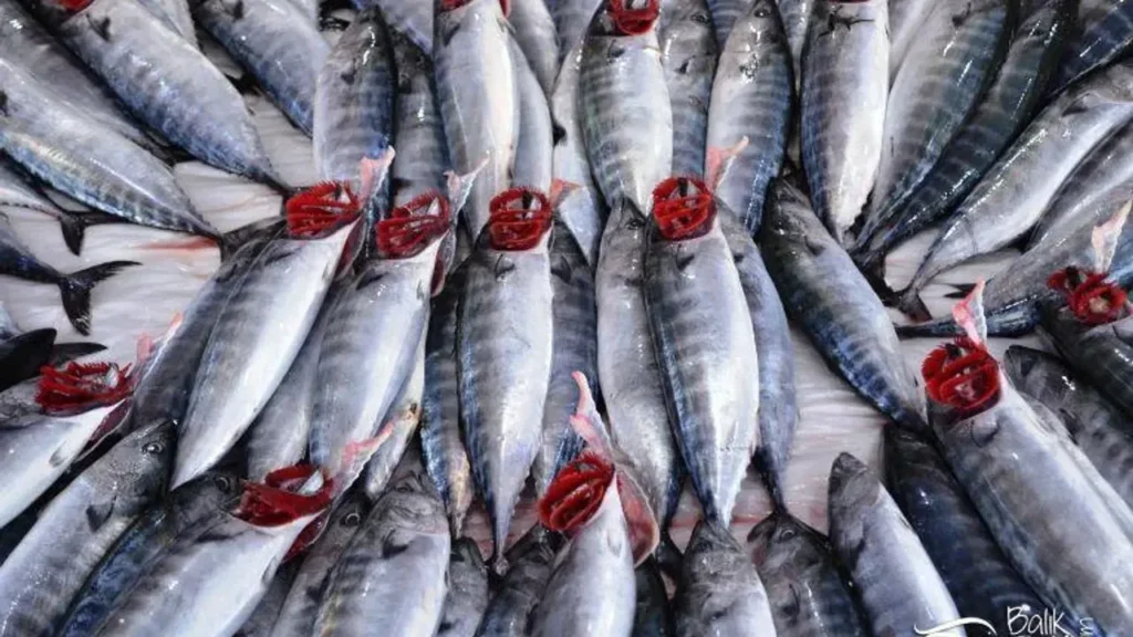 Samsun’daki balık tezgahlarında palamut bolluğu devam ederken, balık satıcıları bu kadar palamut bolluğu olan bir sezon yaşamadıklarını söylediler.