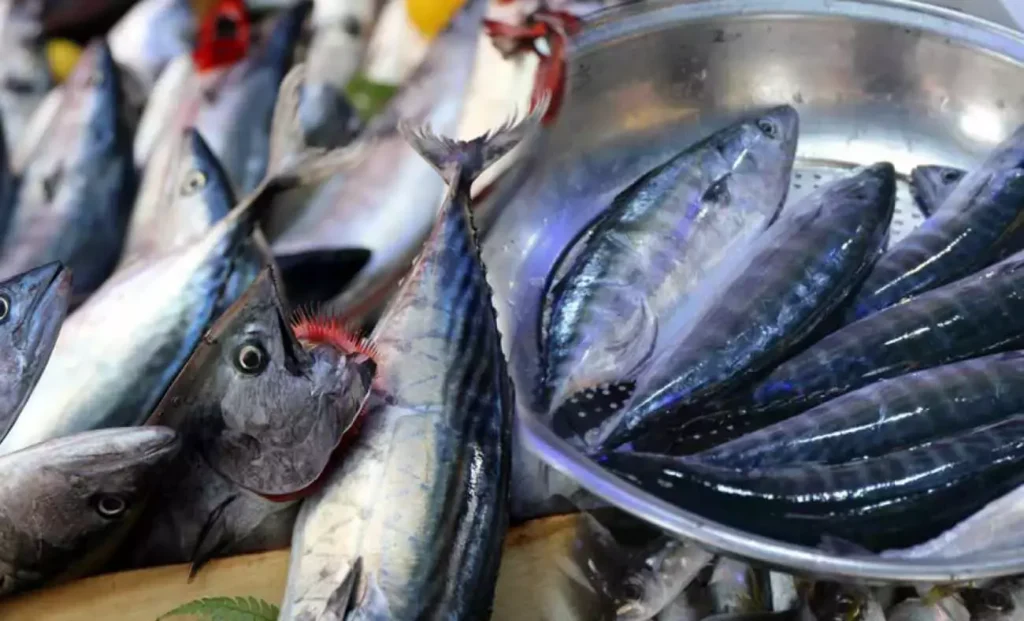 Samsun’daki balık tezgahlarında palamut bolluğu devam ederken, balık satıcıları bu kadar palamut bolluğu olan bir sezon yaşamadıklarını söylediler.